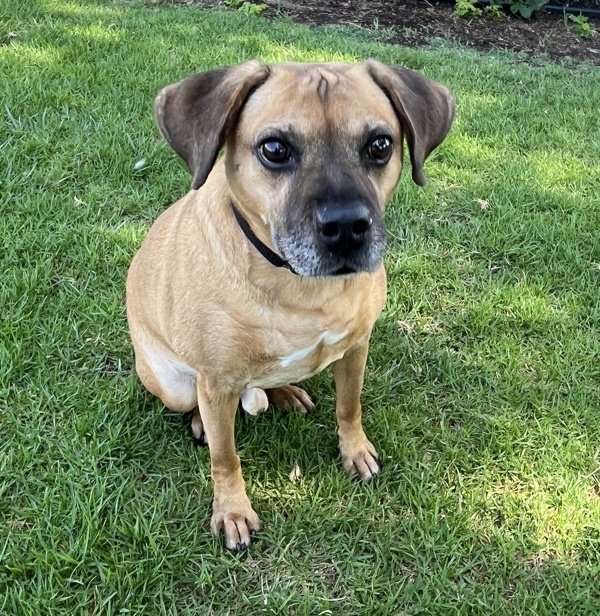 Jax, an adoptable Puggle in El Cajon, CA, 92020 | Photo Image 5