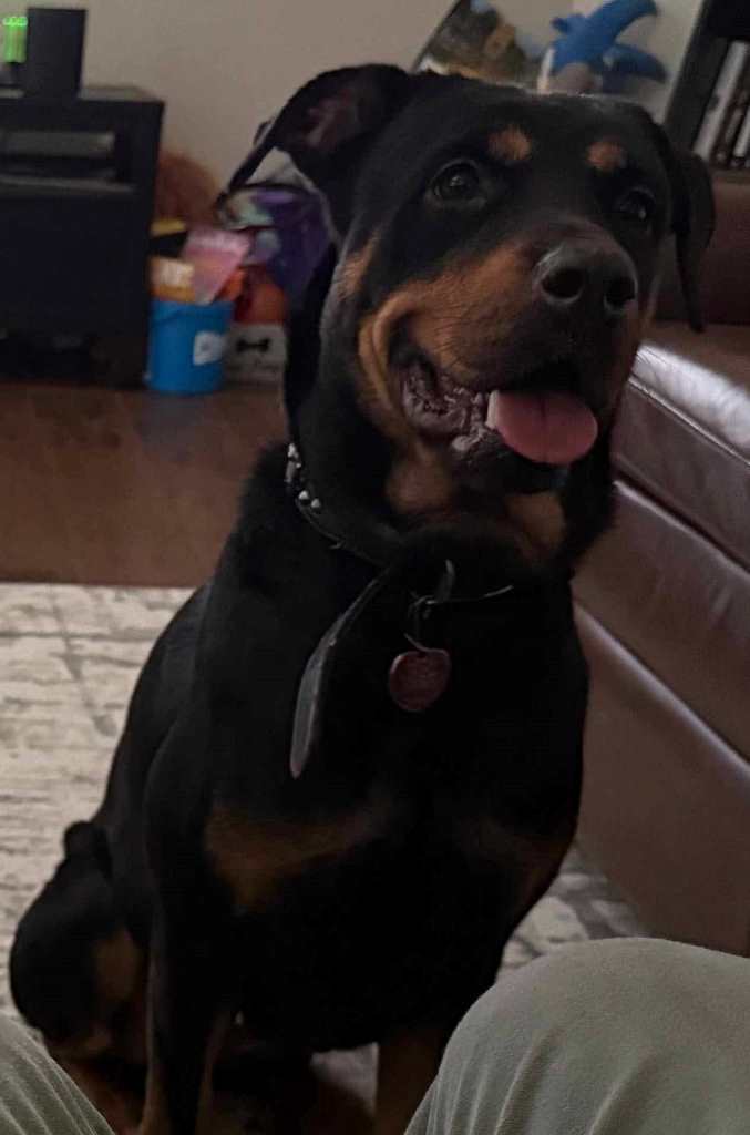 Nala Rottweiler