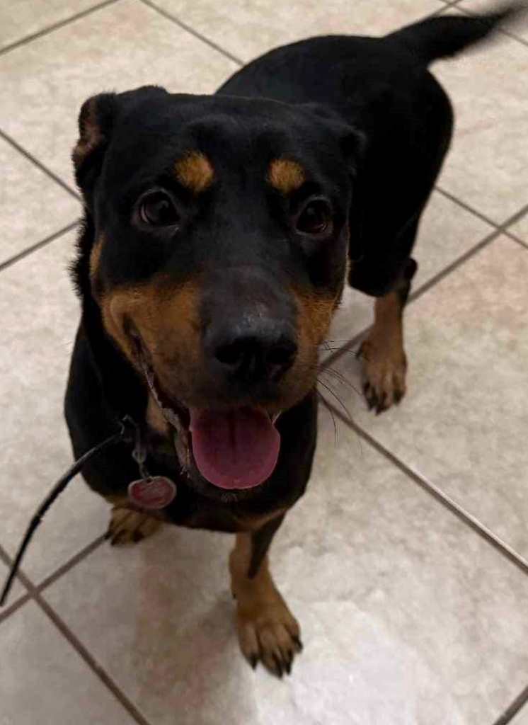 Nala Rottweiler