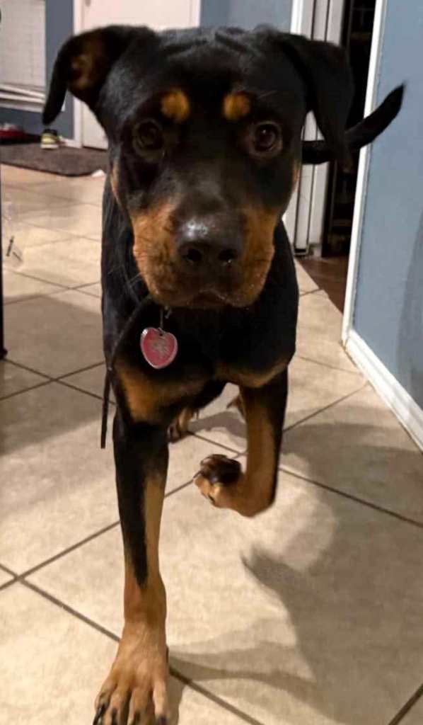 Nala Rottweiler