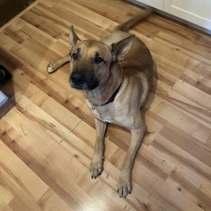 RUFUS is a fabulous Scooters Pals dog currently up for adoption He will make a GREAT family dog 