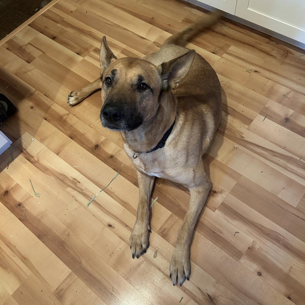 Rufus, an adoptable Belgian Shepherd / Malinois, Mixed Breed in Grass Valley, CA, 95945 | Photo Image 1