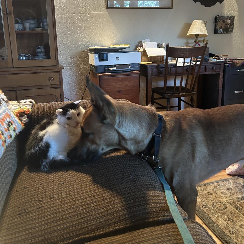 Rufus, an adoptable Belgian Shepherd / Malinois, Mixed Breed in Grass Valley, CA, 95945 | Photo Image 2