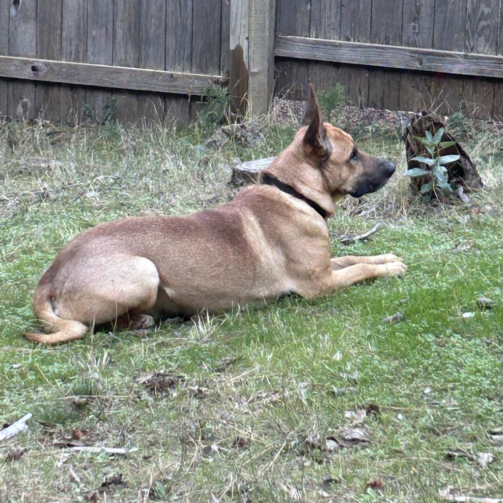 Rufus, an adoptable Belgian Shepherd / Malinois, Mixed Breed in Grass Valley, CA, 95945 | Photo Image 3
