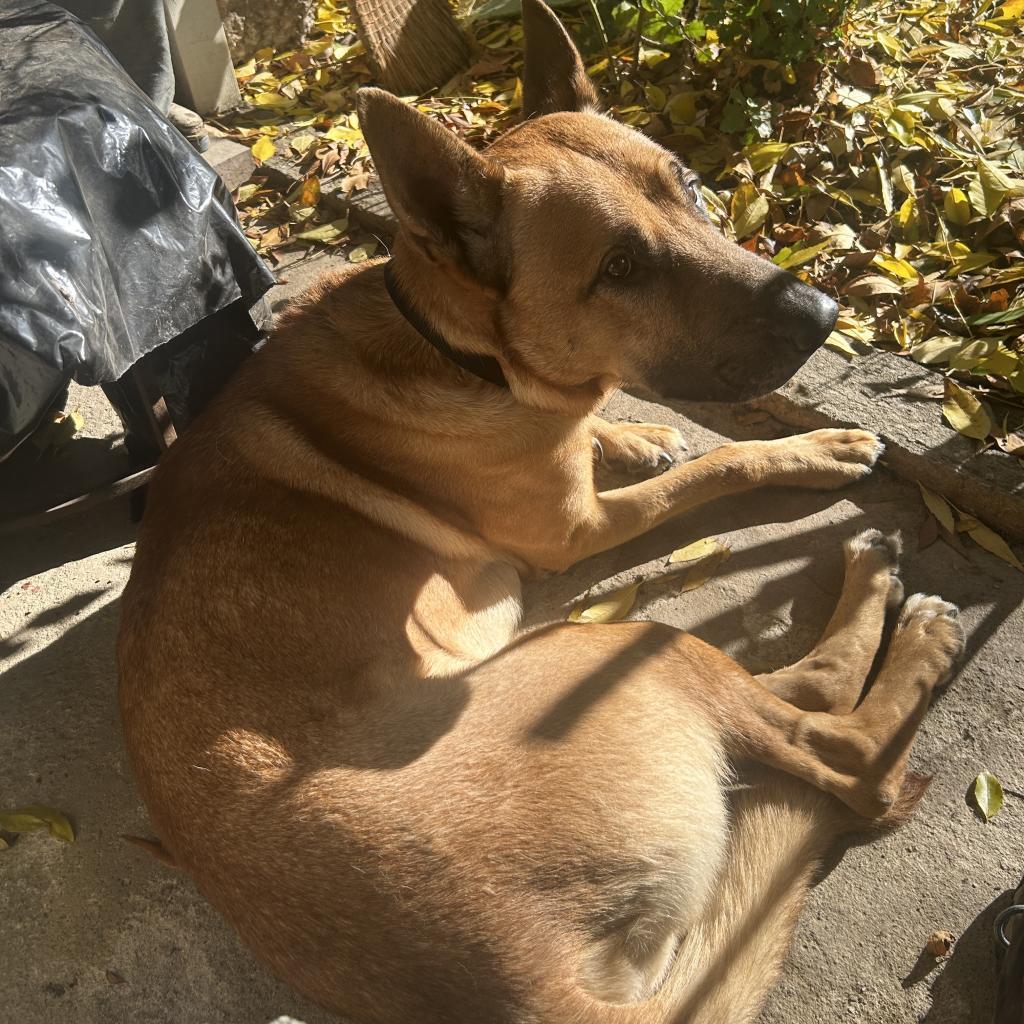 Rufus, an adoptable Belgian Shepherd / Malinois, Mixed Breed in Grass Valley, CA, 95945 | Photo Image 4