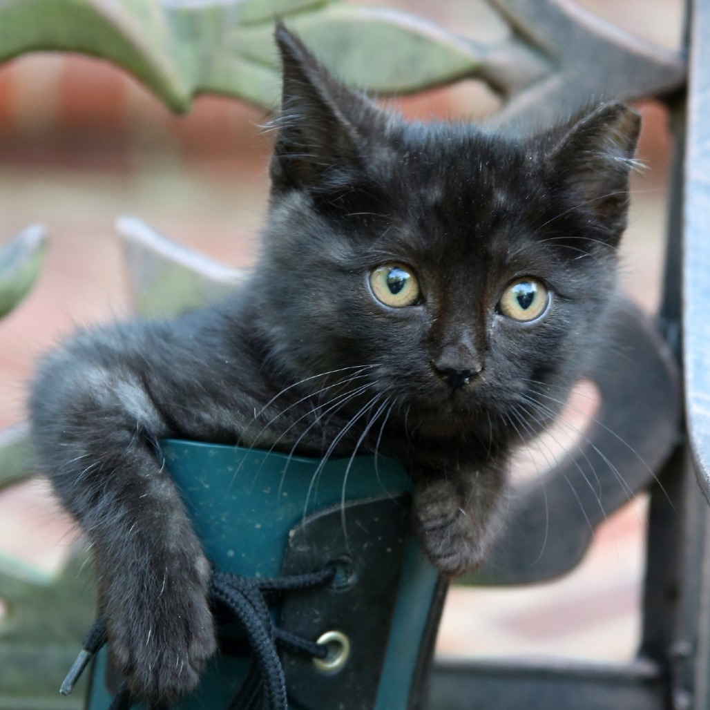 Momo, an adoptable Domestic Short Hair in Natchitoches, LA, 71457 | Photo Image 1