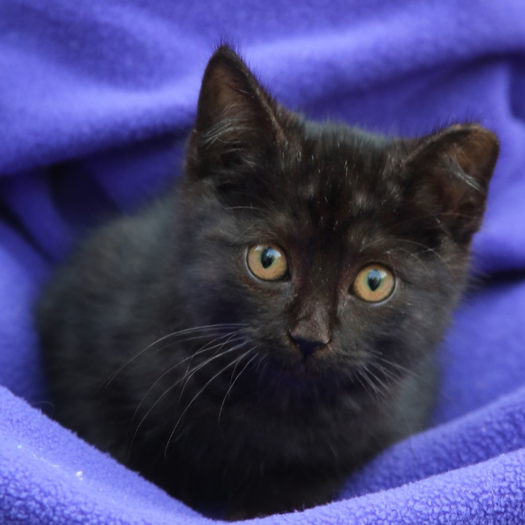 Momo, an adoptable Domestic Short Hair in Natchitoches, LA, 71457 | Photo Image 2
