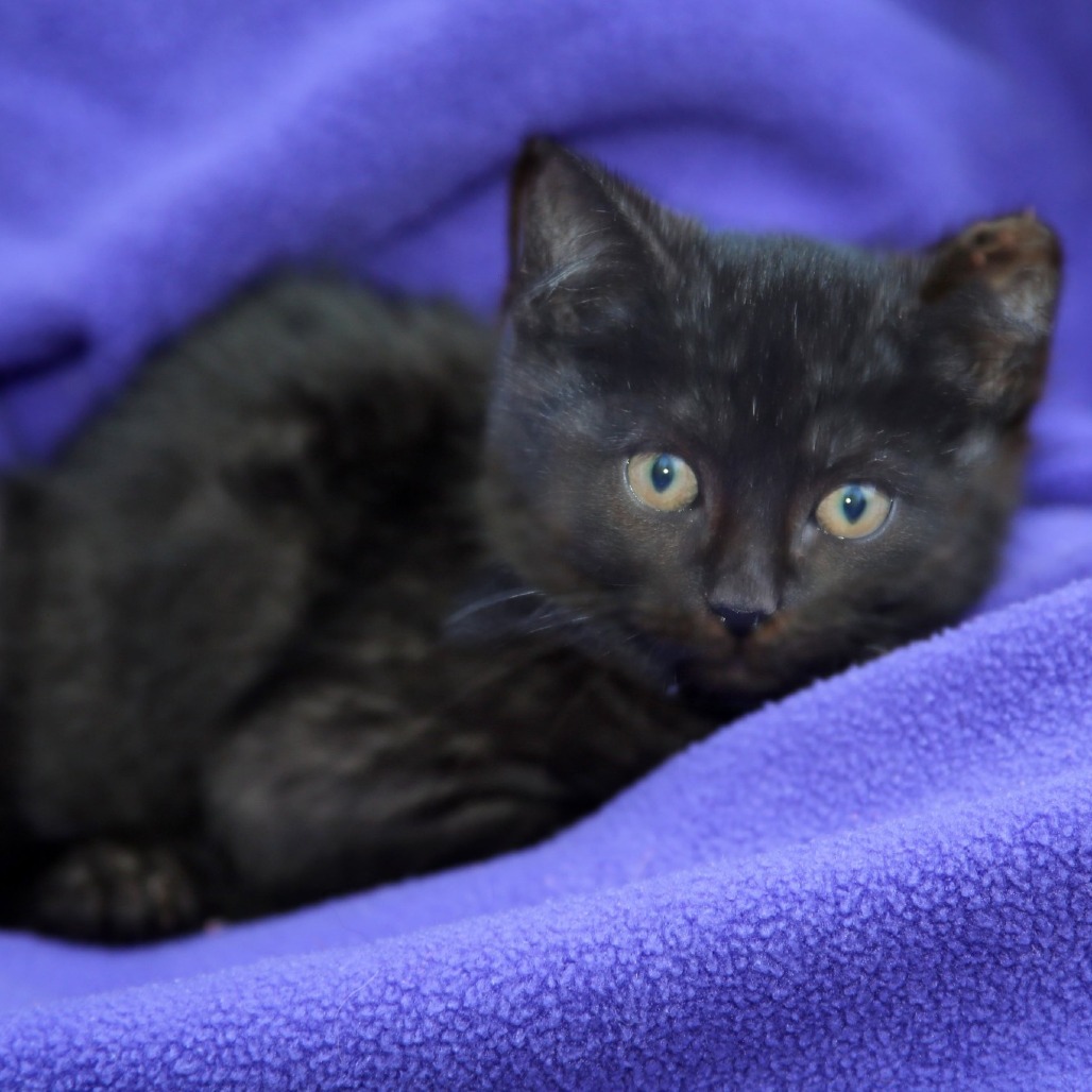 Momo, an adoptable Domestic Short Hair in Natchitoches, LA, 71457 | Photo Image 3