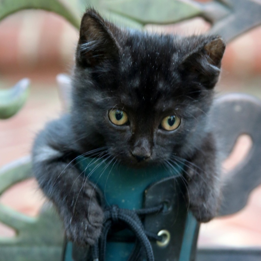 Momo, an adoptable Domestic Short Hair in Natchitoches, LA, 71457 | Photo Image 4