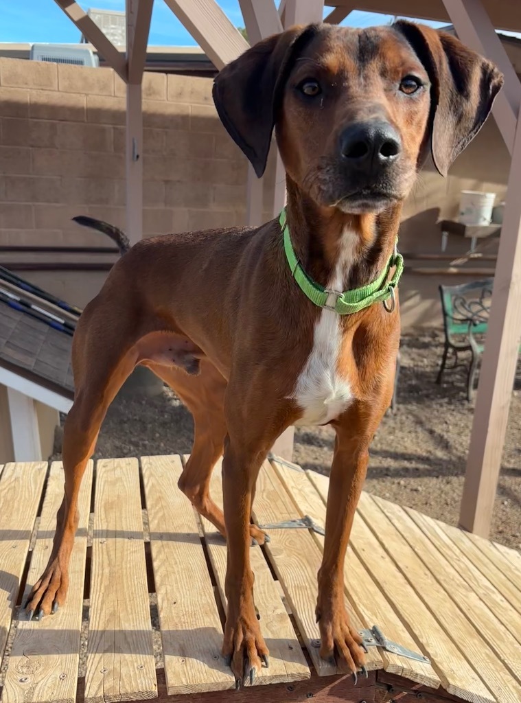 Flynn, an adoptable Plott Hound in Cottonwood, AZ, 86326 | Photo Image 1