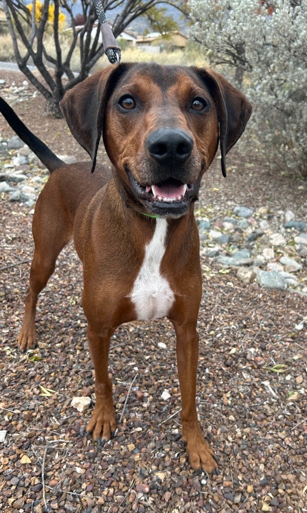 Flynn, an adoptable Plott Hound in Cottonwood, AZ, 86326 | Photo Image 2