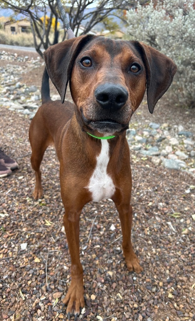 Flynn, an adoptable Plott Hound in Cottonwood, AZ, 86326 | Photo Image 3