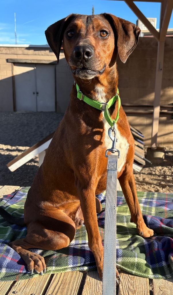 Flynn, an adoptable Plott Hound in Cottonwood, AZ, 86326 | Photo Image 4