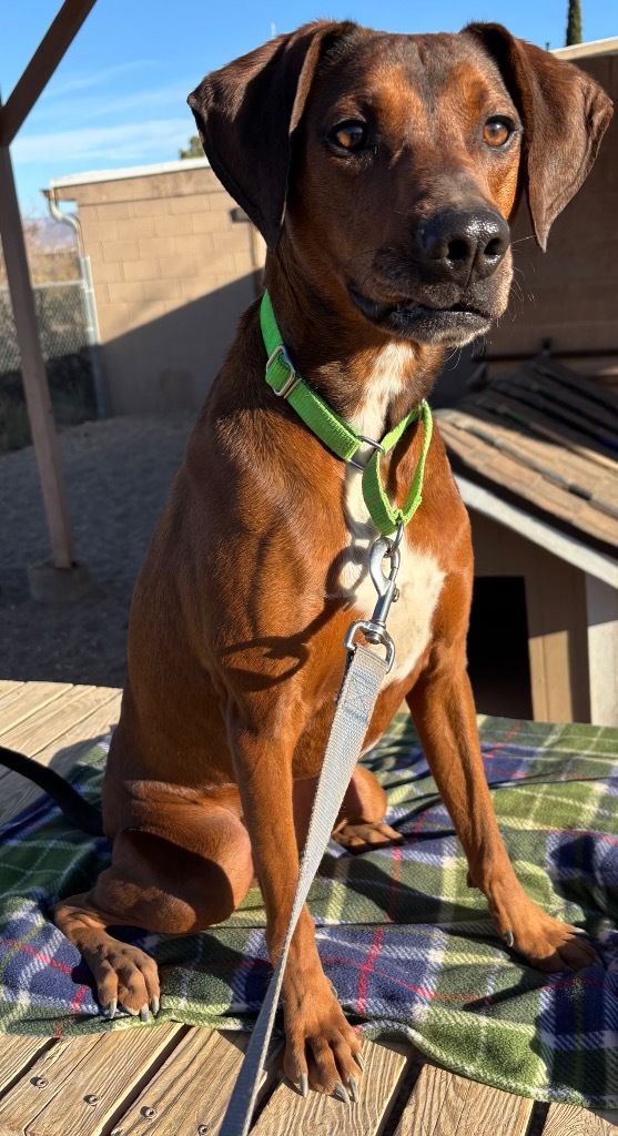 Flynn, an adoptable Plott Hound in Cottonwood, AZ, 86326 | Photo Image 5