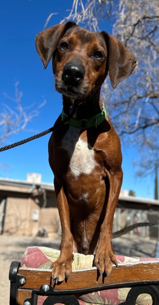 Flynn, an adoptable Plott Hound in Cottonwood, AZ, 86326 | Photo Image 6