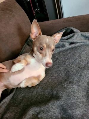 Willow, Adult Female Chihuahua
