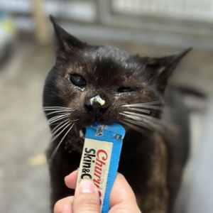 My name is Baby and Im ready to find my forever home I might be a little shy at first