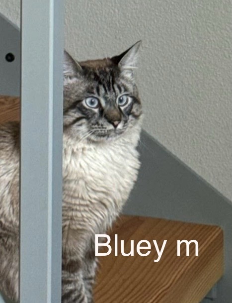 Bluey