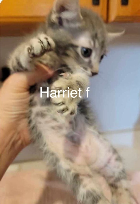 Harriet