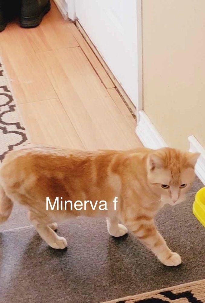 Minerva