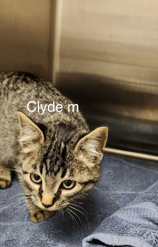 Clyde