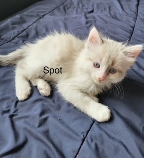 Spot