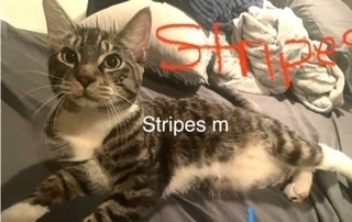 Stripes