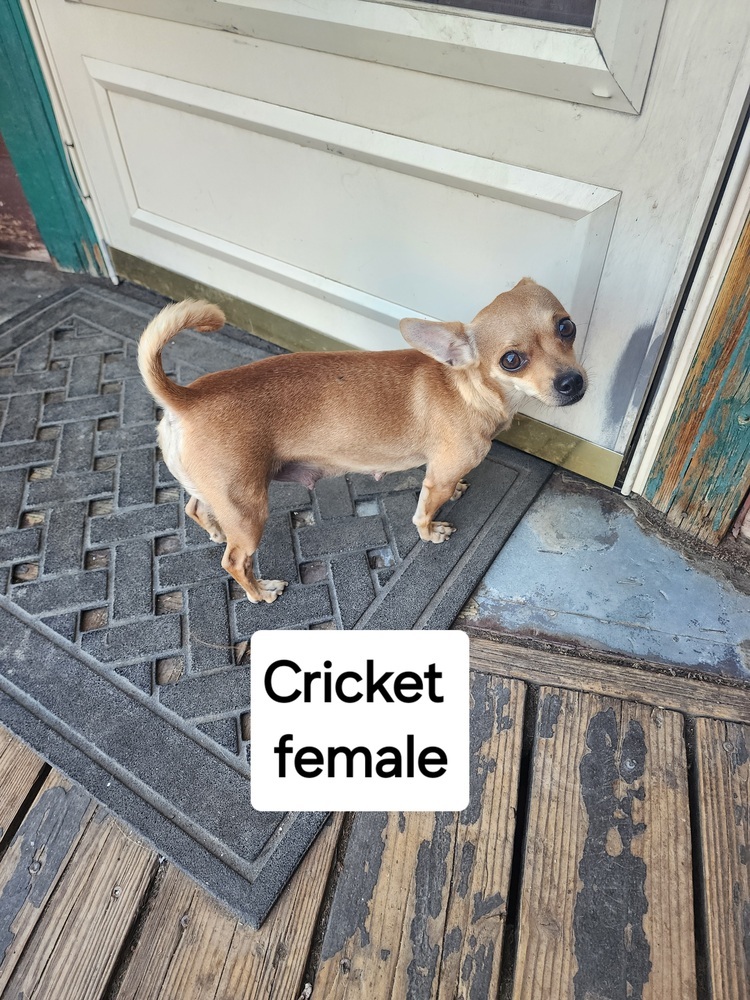 Cricket