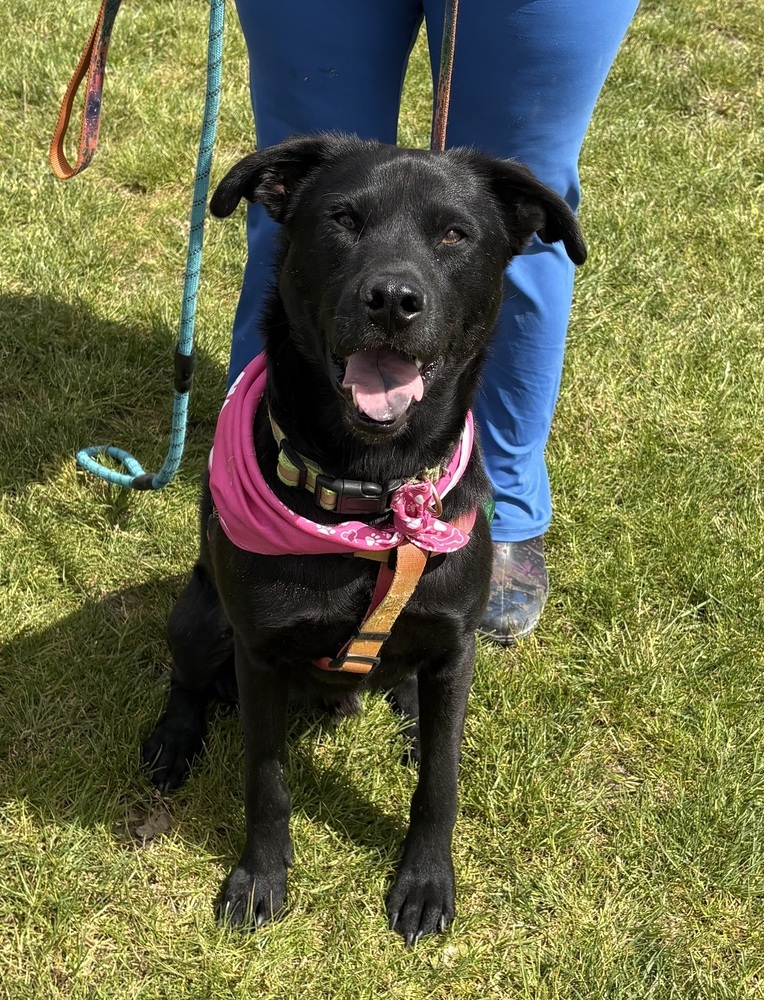 Care Bear, an adoptable Labrador Retriever, Shepherd in Portland, OR, 97223 | Photo Image 2