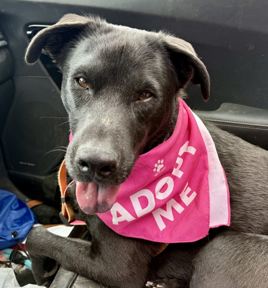 Care Bear, an adoptable Labrador Retriever, Shepherd in Portland, OR, 97223 | Photo Image 4