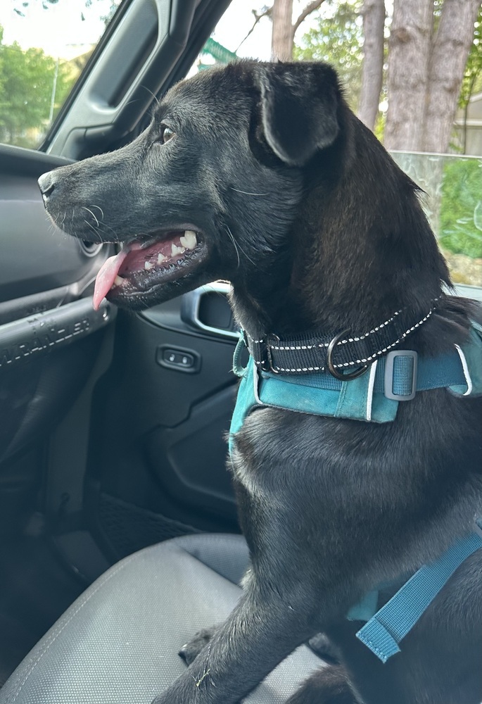 Care Bear, an adoptable Labrador Retriever, Shepherd in Portland, OR, 97223 | Photo Image 5