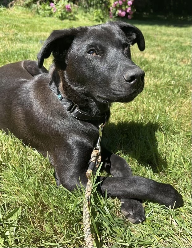 Care Bear, an adoptable Labrador Retriever, Shepherd in Portland, OR, 97223 | Photo Image 6