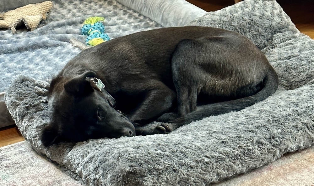 Care Bear, an adoptable Labrador Retriever, Shepherd in Portland, OR, 97223 | Photo Image 8