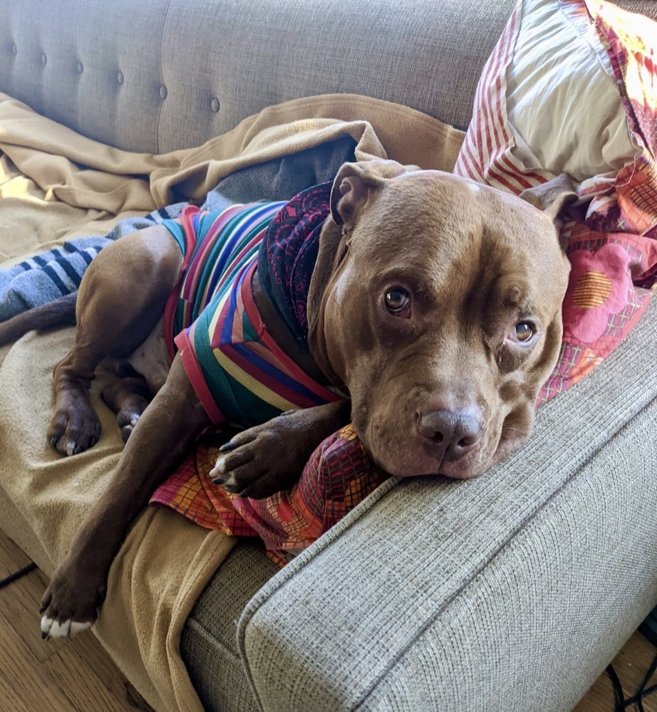Potato, an adoptable Pit Bull Terrier in Portland, OR, 97223 | Photo Image 1