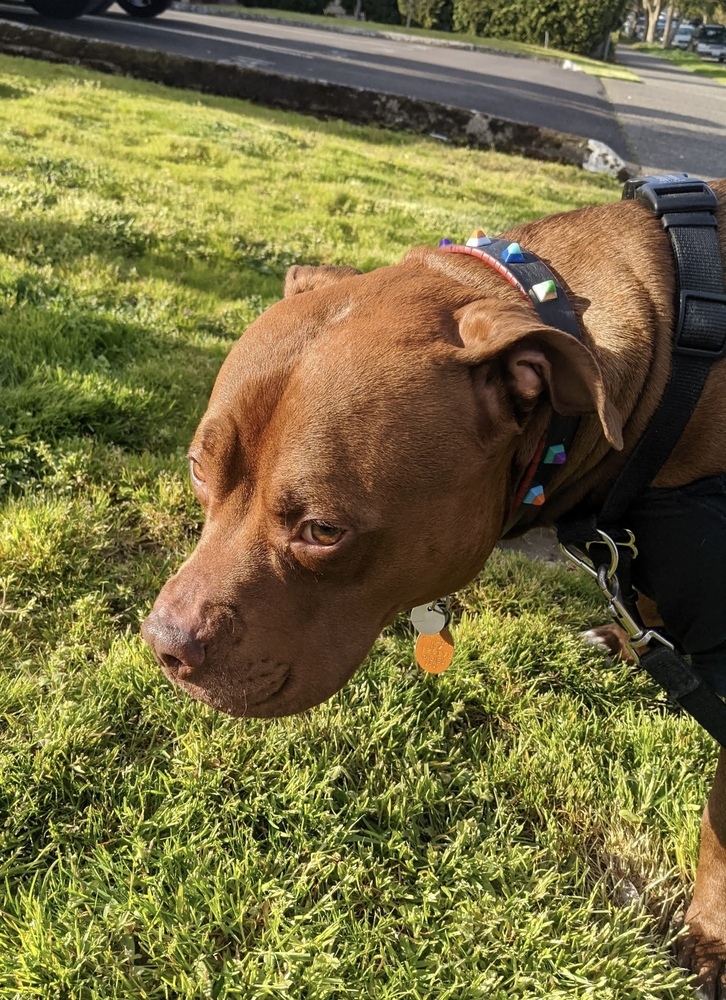 Potato, an adoptable Pit Bull Terrier in Portland, OR, 97223 | Photo Image 2