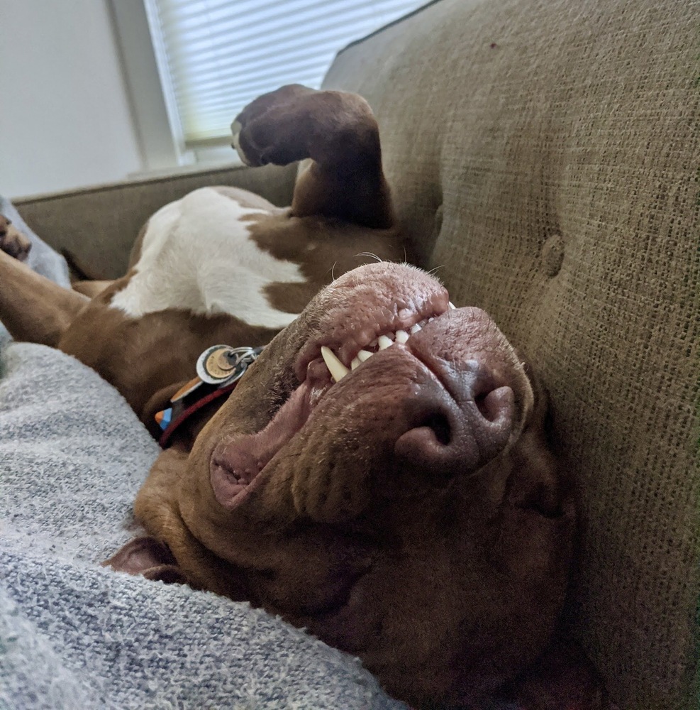 Potato, an adoptable Pit Bull Terrier in Portland, OR, 97223 | Photo Image 3