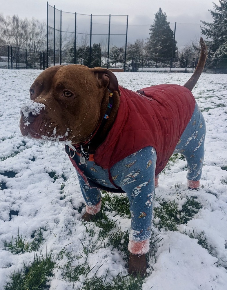 Potato, an adoptable Pit Bull Terrier in Portland, OR, 97223 | Photo Image 4