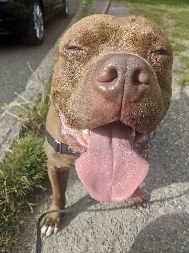 Potato, an adoptable Pit Bull Terrier in Portland, OR, 97223 | Photo Image 5