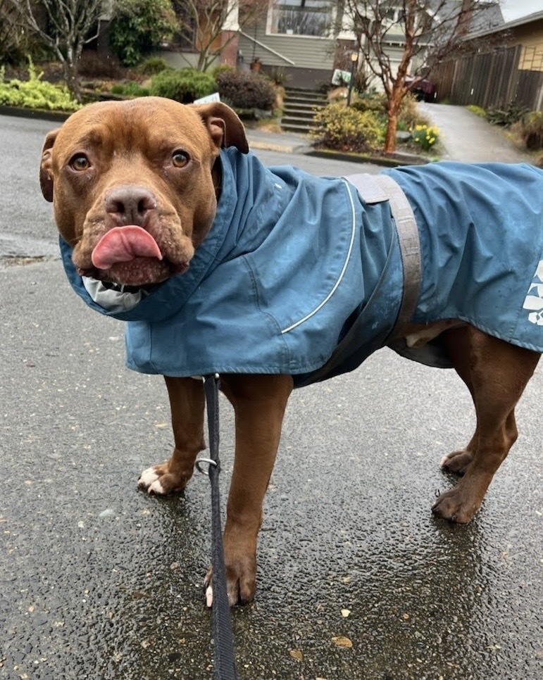 Potato, an adoptable Pit Bull Terrier in Portland, OR, 97223 | Photo Image 6