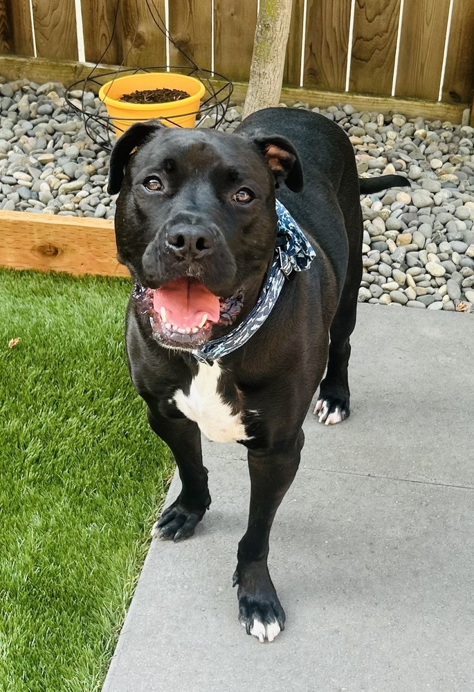 Richie, an adoptable Pit Bull Terrier, Boxer in Portland, OR, 97223 | Photo Image 1