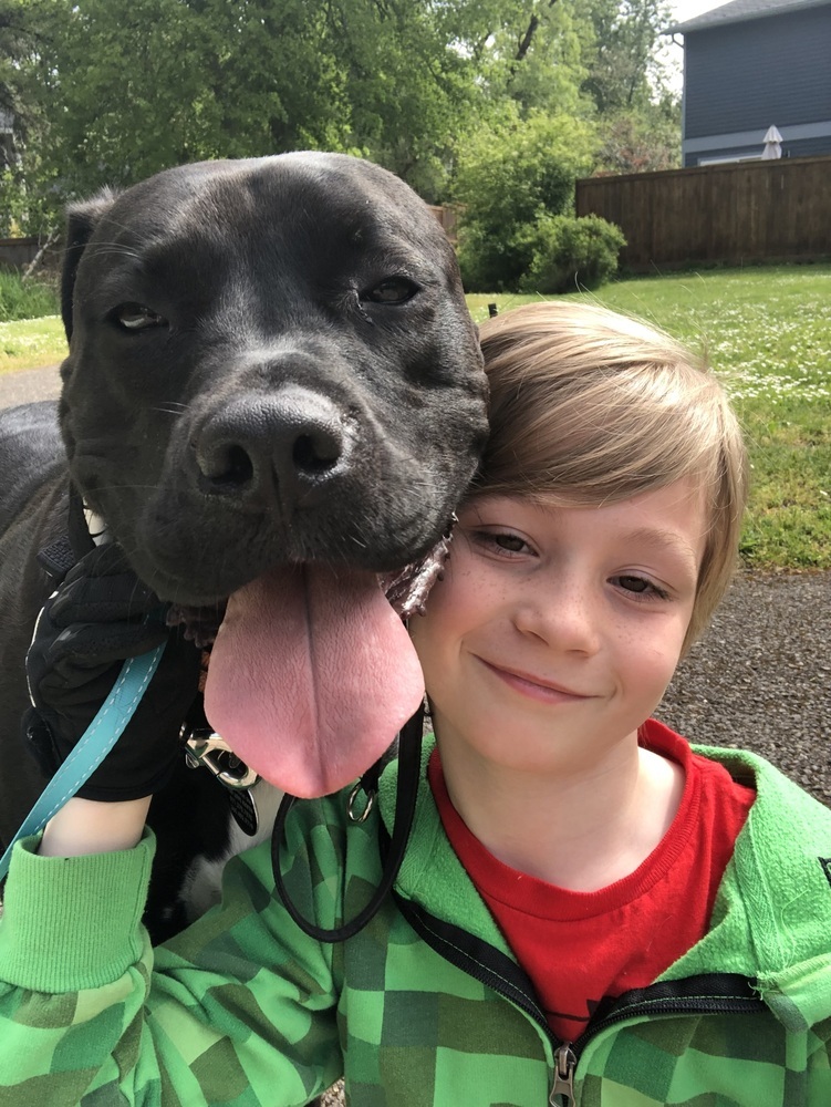 Richie, an adoptable Pit Bull Terrier, Boxer in Portland, OR, 97223 | Photo Image 3