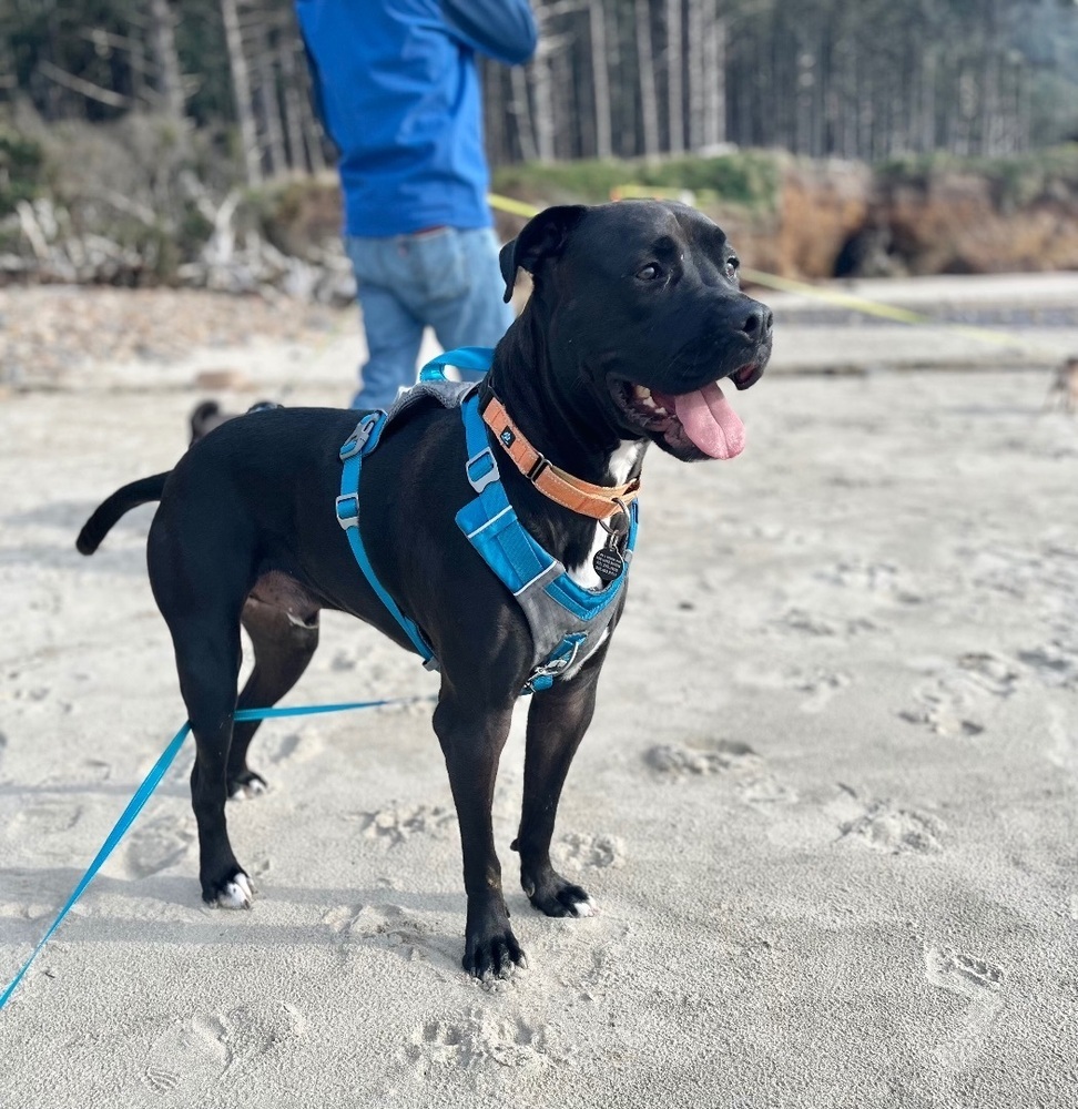Richie, an adoptable Pit Bull Terrier, Boxer in Portland, OR, 97223 | Photo Image 4
