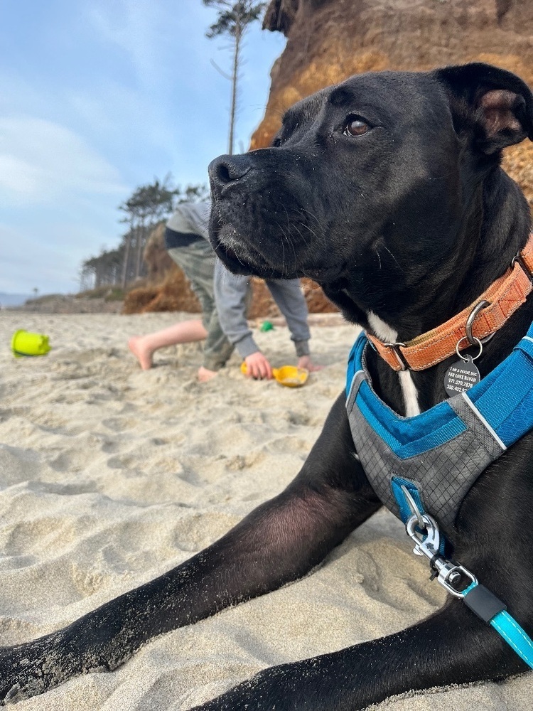 Richie, an adoptable Pit Bull Terrier, Boxer in Portland, OR, 97223 | Photo Image 5