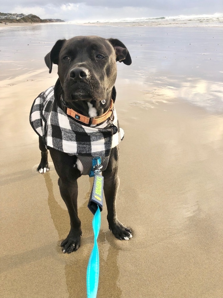 Richie, an adoptable Pit Bull Terrier, Boxer in Portland, OR, 97223 | Photo Image 6