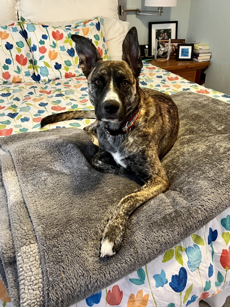 Izzy, an adoptable Border Collie, Shepherd in Portland, OR, 97223 | Photo Image 2