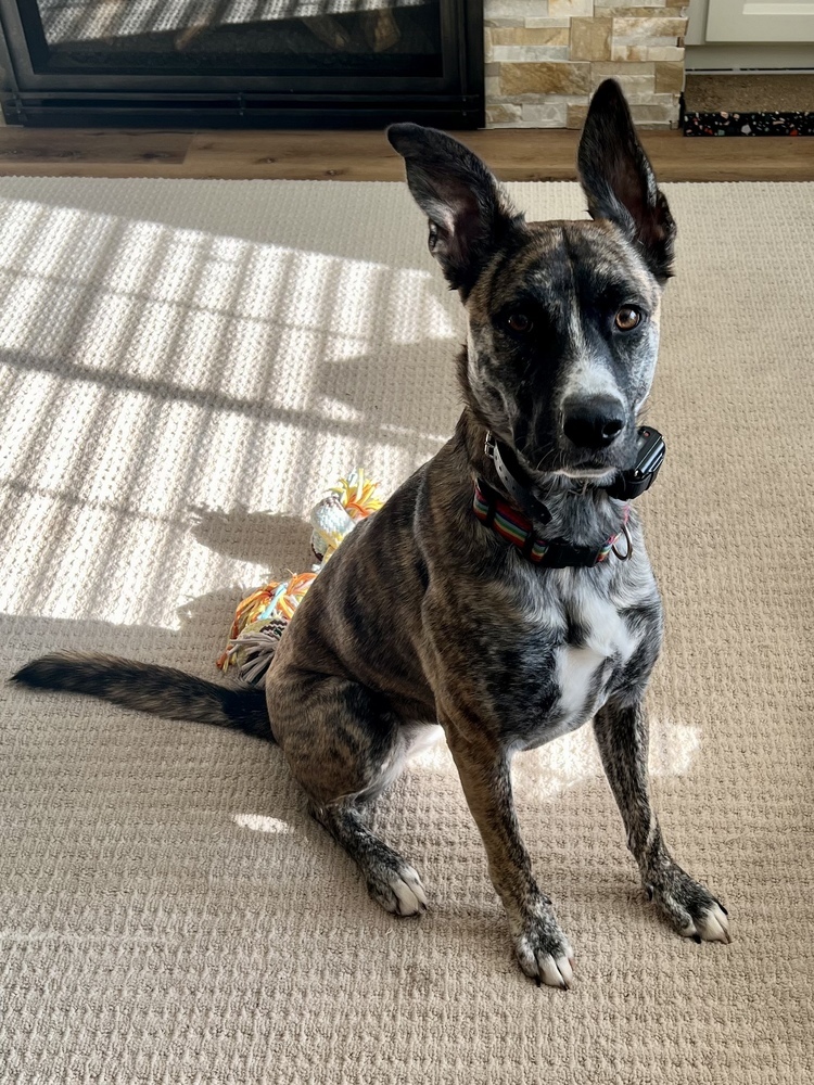 Izzy, an adoptable Border Collie, Shepherd in Portland, OR, 97223 | Photo Image 3