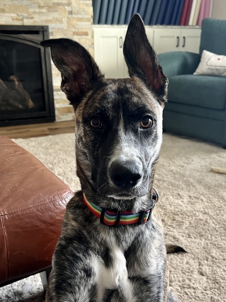 Izzy, an adoptable Border Collie, Shepherd in Portland, OR, 97223 | Photo Image 4