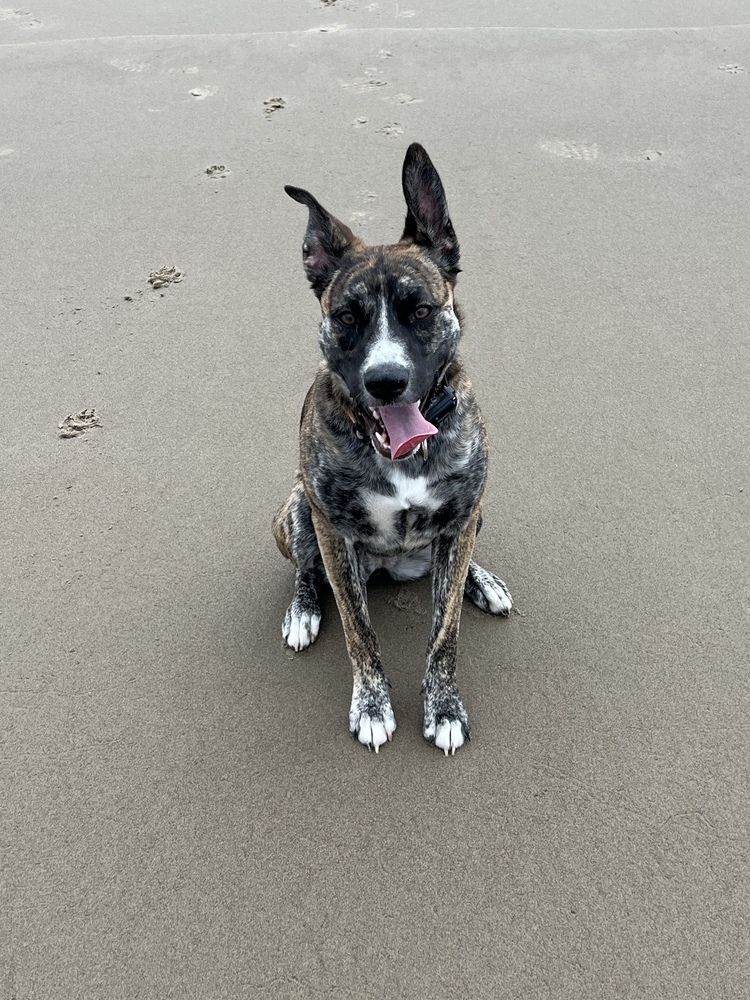 Izzy, an adoptable Border Collie, Shepherd in Portland, OR, 97223 | Photo Image 5