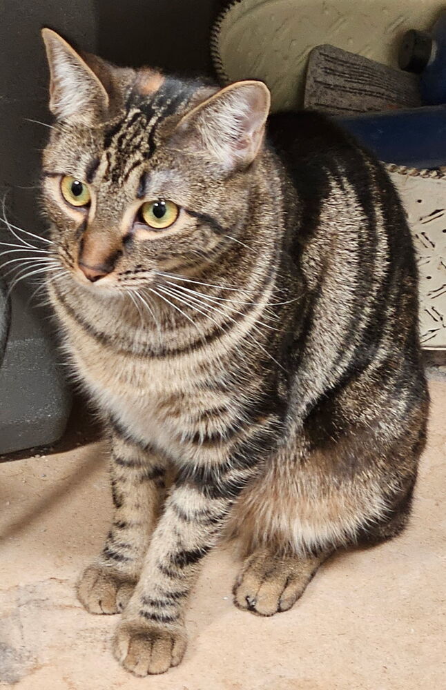 Zoe, an adoptable Domestic Short Hair in Portland, OR, 97223 | Photo Image 1