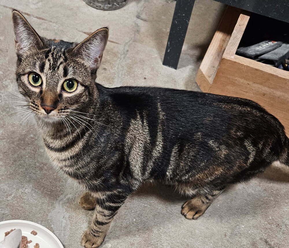 Zoe, an adoptable Domestic Short Hair in Portland, OR, 97223 | Photo Image 2